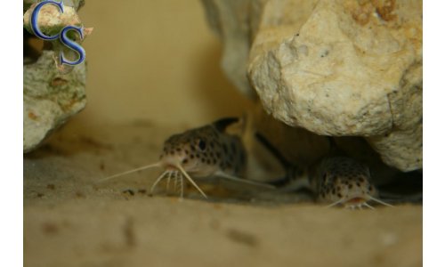Synodontis petricola